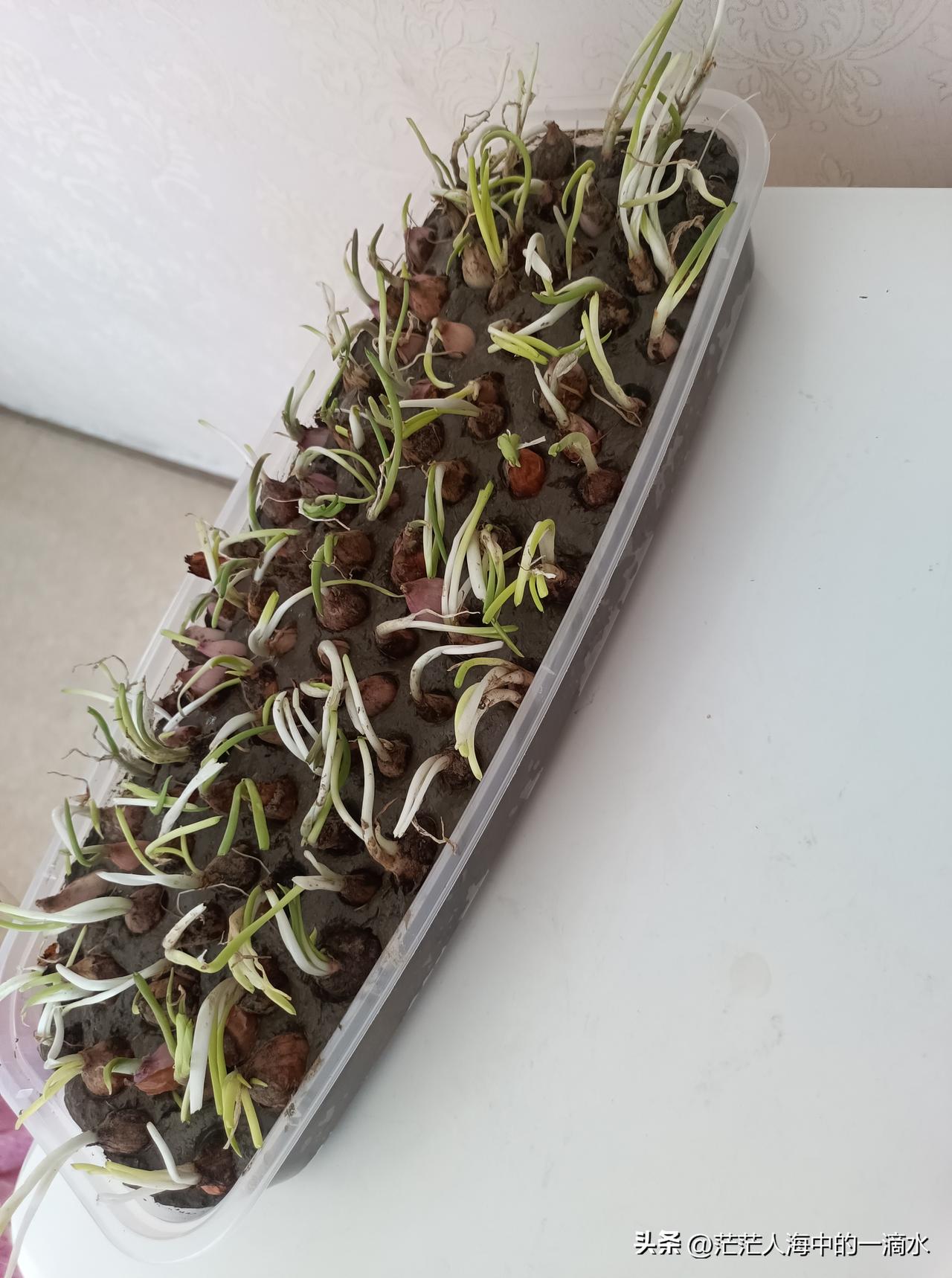大姐给了我一把小葱的秧子，我也没有合适的花盆，正好，儿子昨晚买了一条松鼠鱼，吃完