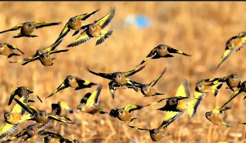 千山迎落日,谁能接住这下半句?万鸟随春回