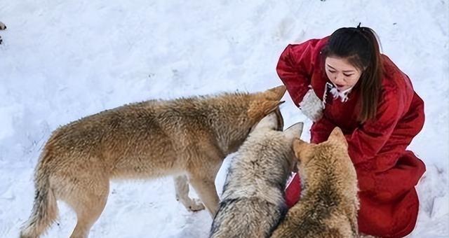 1978年，一头公狼走到军营附近东张西望，卫兵出于谨慎想要开枪射击，没想到，公狼