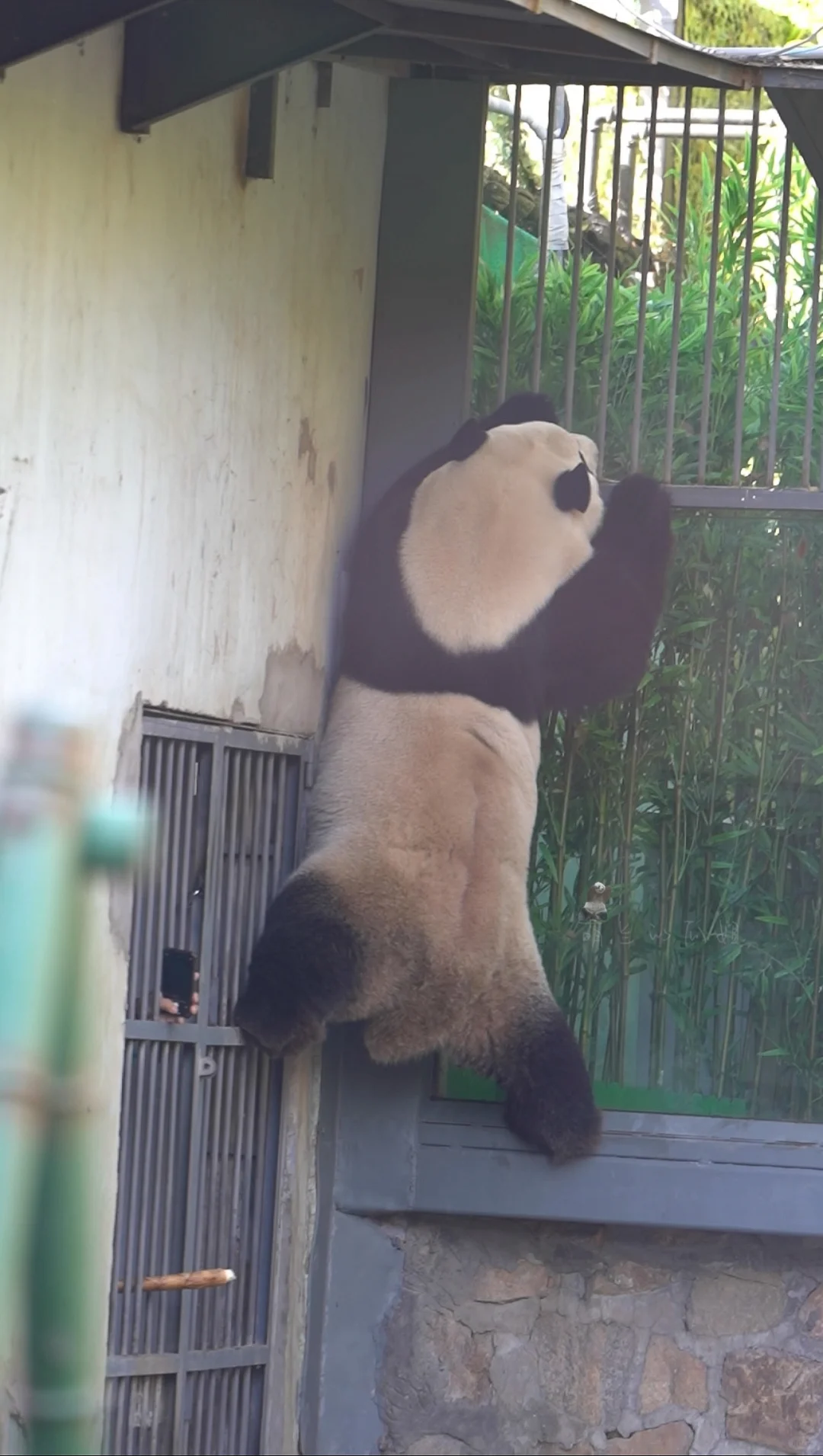 么么太好骗了[喵喵]