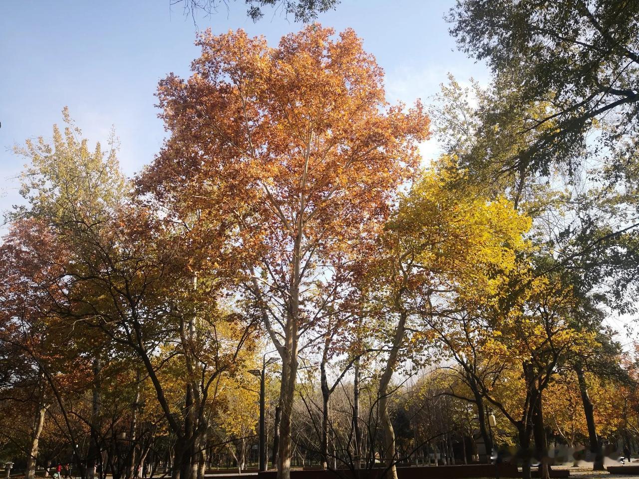 随手拍初冬景色