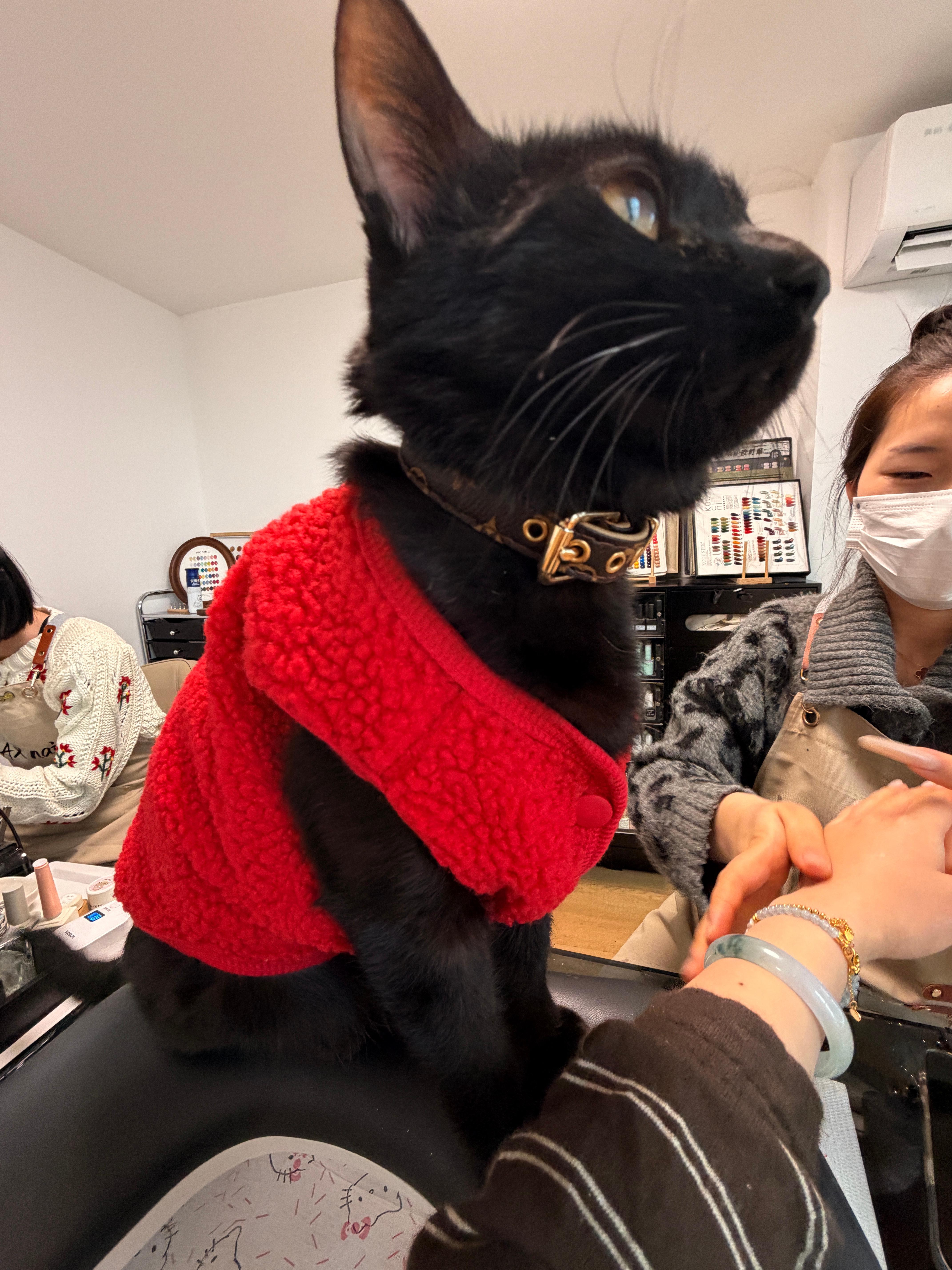 做美甲，遇到了一只非常“猖狂”的喵！！！ 合肥