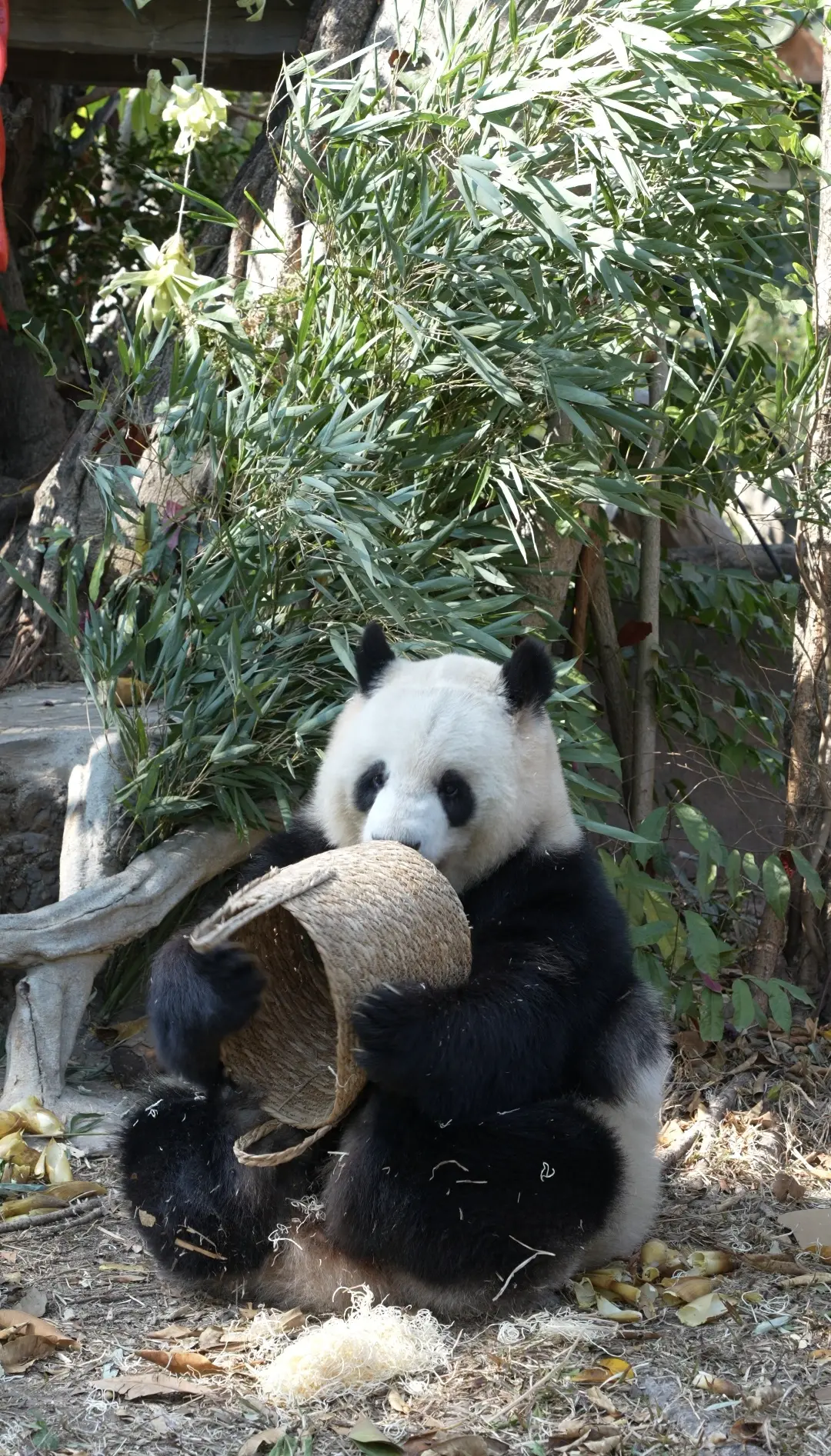 可爱到模糊的雅一。