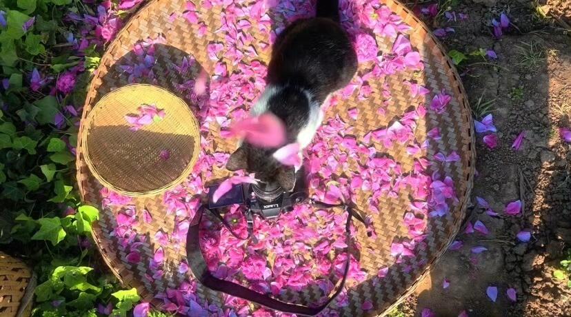 鲜花味的猫咪