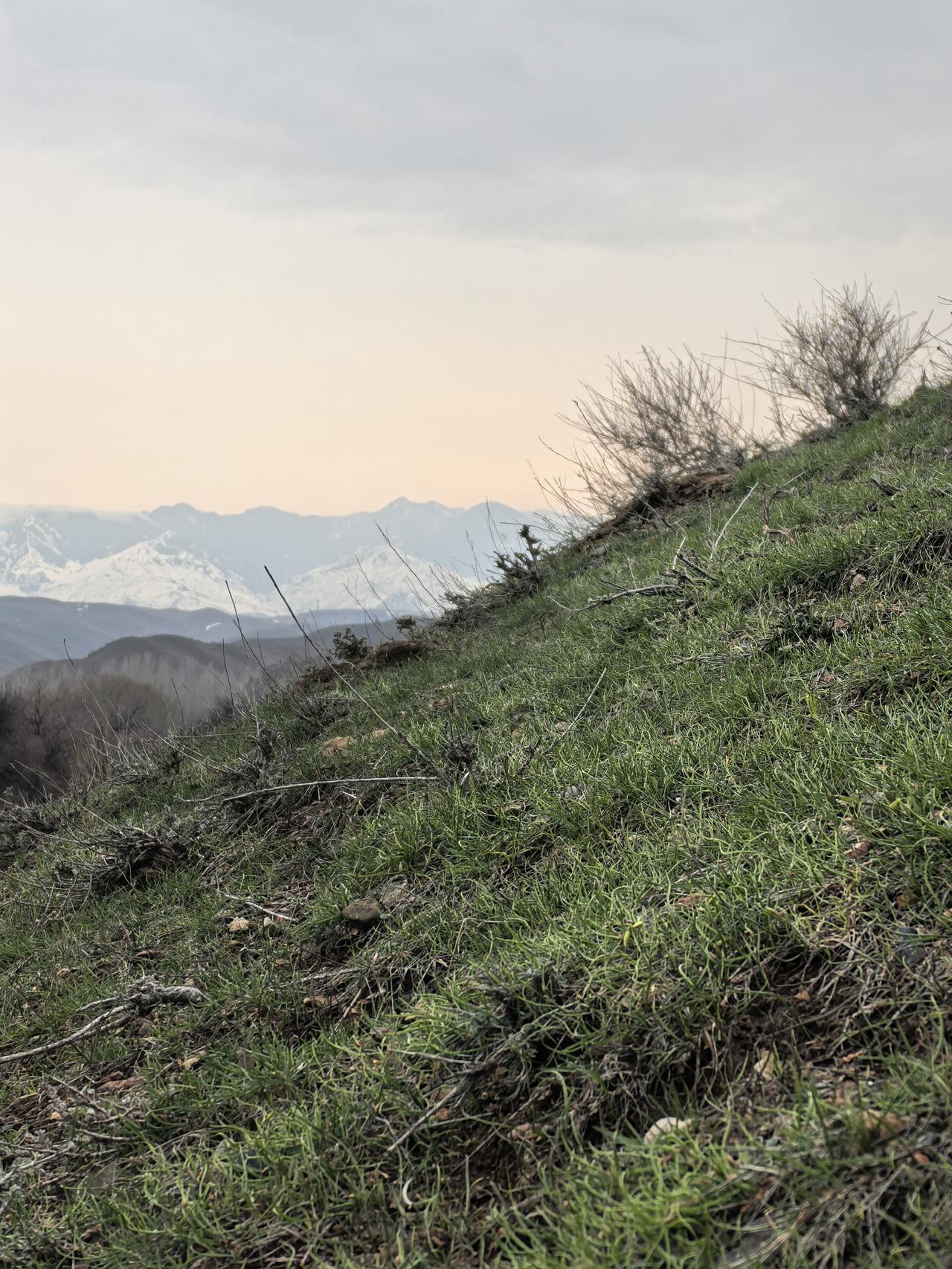 伊犁草原最新咨讯：
3月10日，小雨，一人进山，草原绿了，野花开了，这是2.18