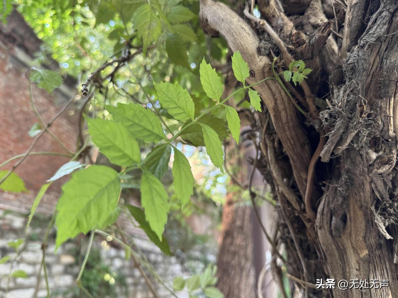 老话说的好：往事随风……
昨天发生的一切，再糟糕，再不堪，日出后就是往事。要是一