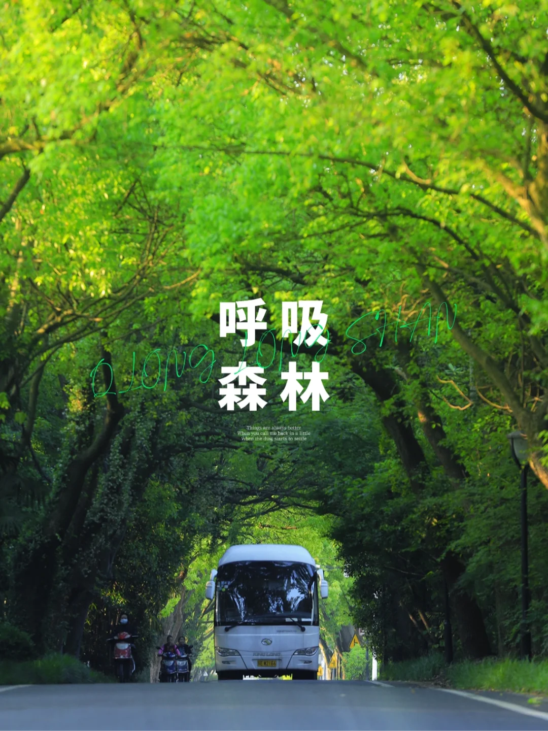 清晨去苏州穹窿山醉美绿林大道呼吸大自然~