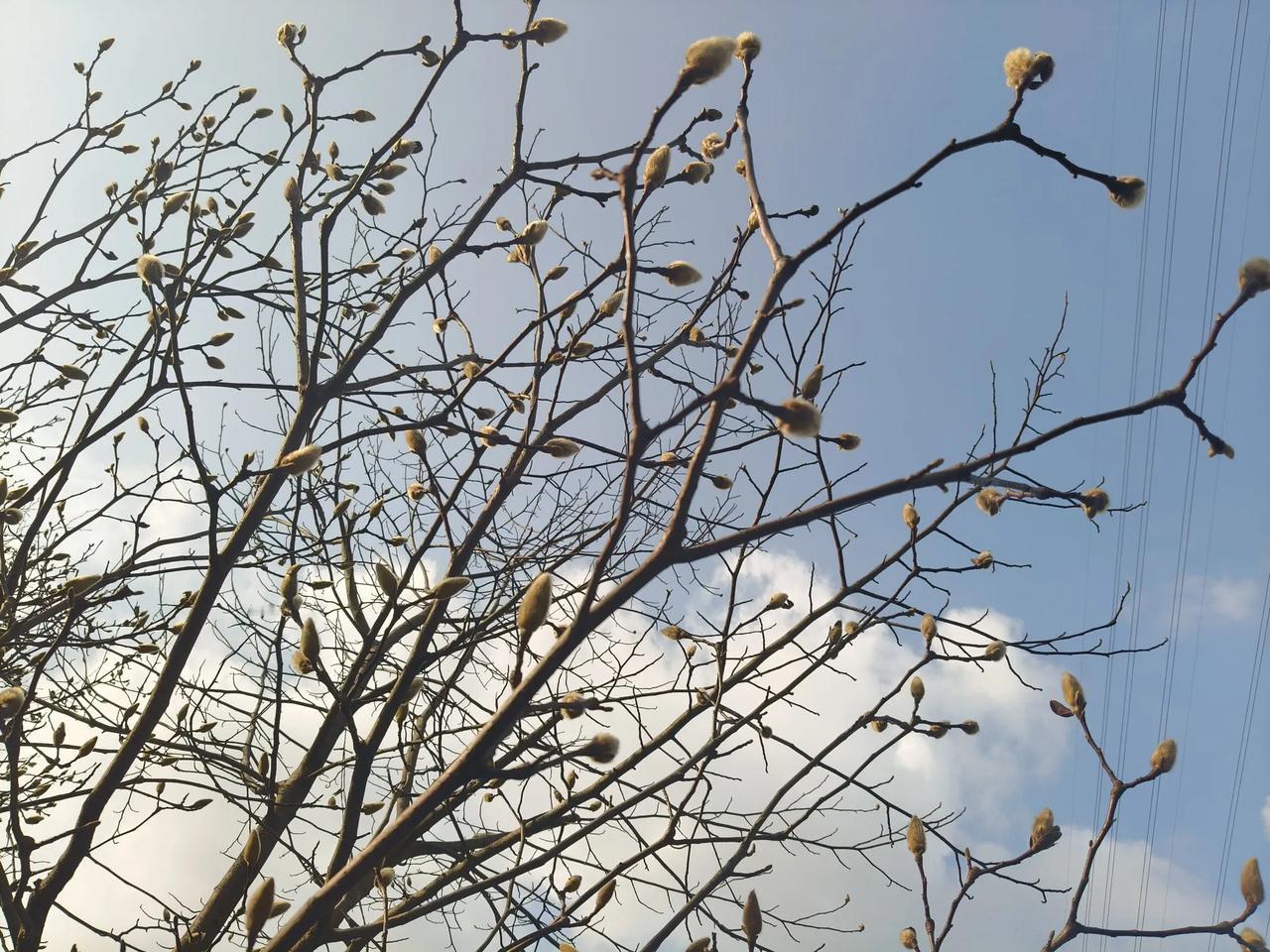 重庆身边事 今天是重庆开学首日，一早起来天气就阴沉。天气预报说海拨1500米以上