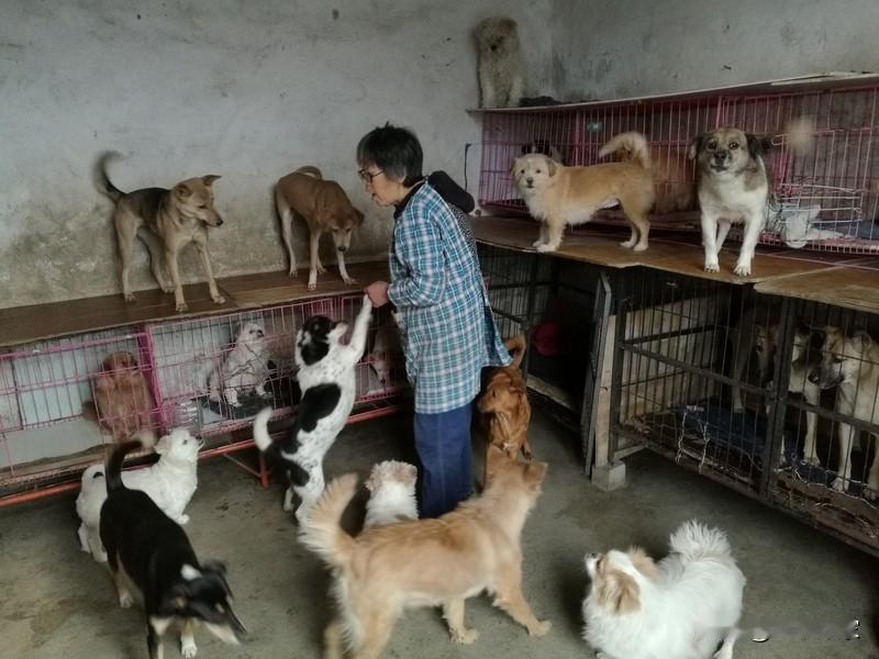 网上有段揪心视频，一女生投喂流浪狗，看它吃得温顺就伸手想握手示好，结果狗狗突然翻