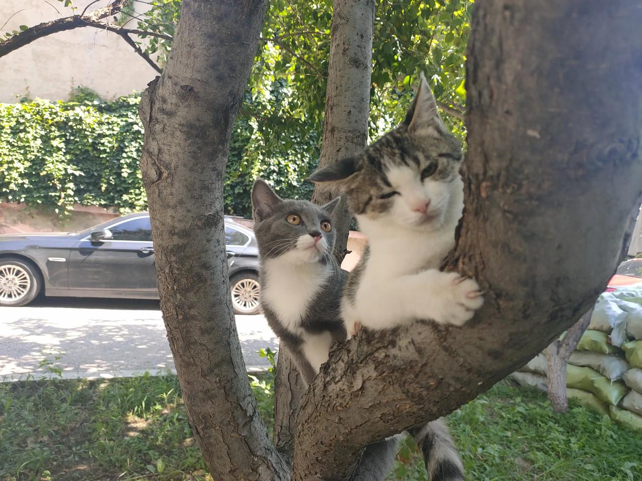 #提到苏轼,你首先想到的是什么呢?#东坡肉！在哪跌倒就在哪吃好！