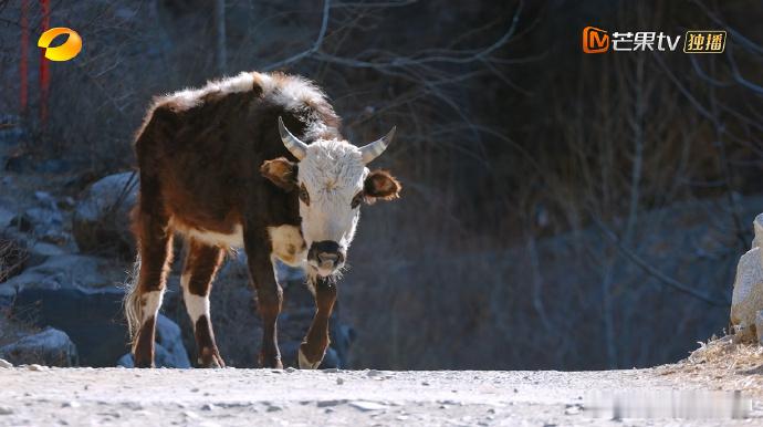 芒果拍慢综是真有点东西芒果在镜头和故事上都用心良苦，每一刻都有浓浓的情感交织其中