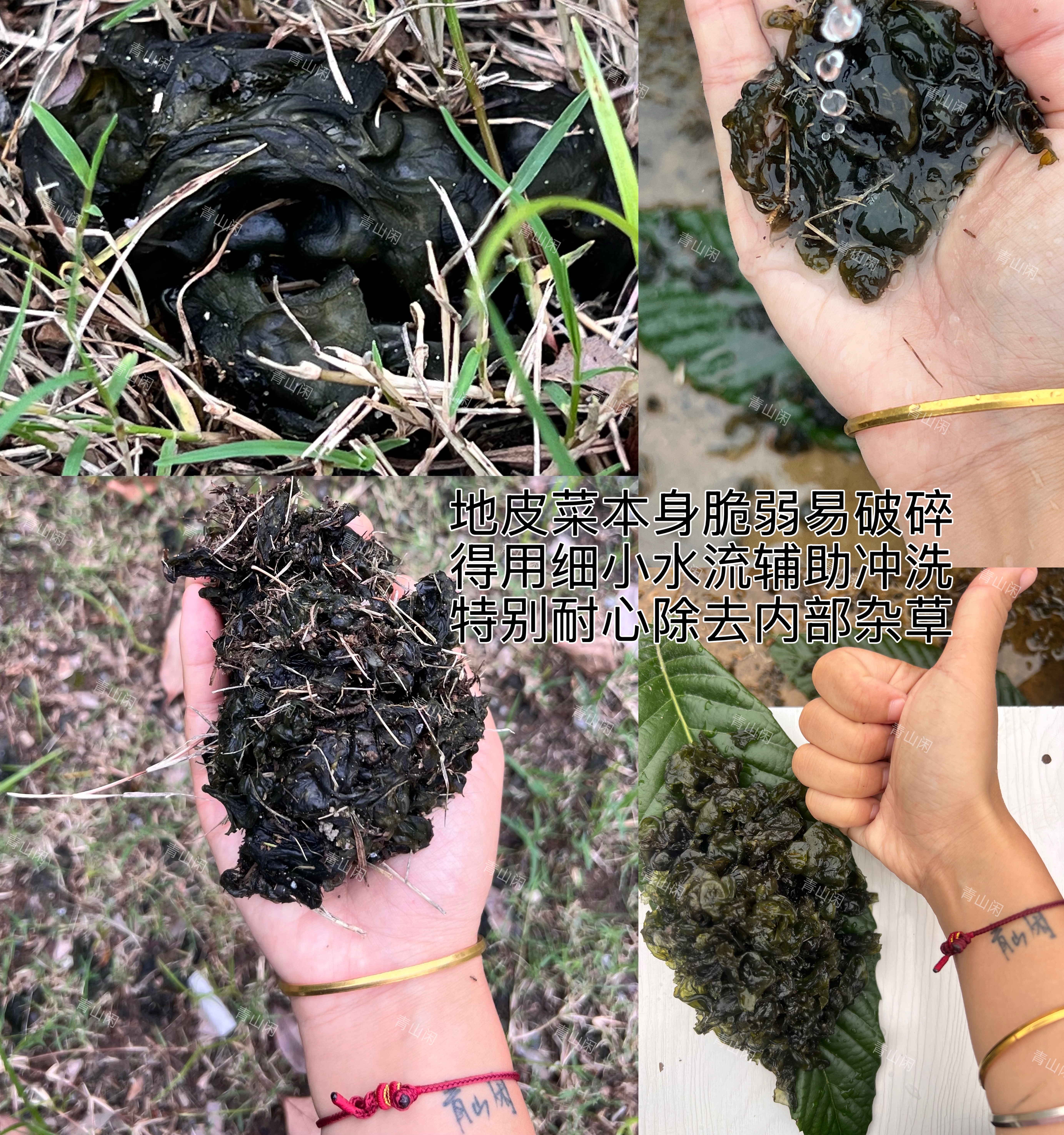 单位在山里好处太多 第一绝对环境绿化可好 第二像我今天门口闲逛发现草地长出一片地