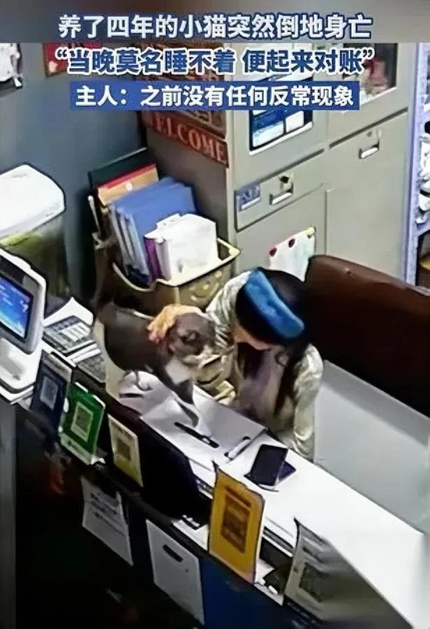 凌晨三点我抱着猫，手在抖。

它昨天还跳上冰箱扒我刚买的三文鱼，

今天却凑过来
