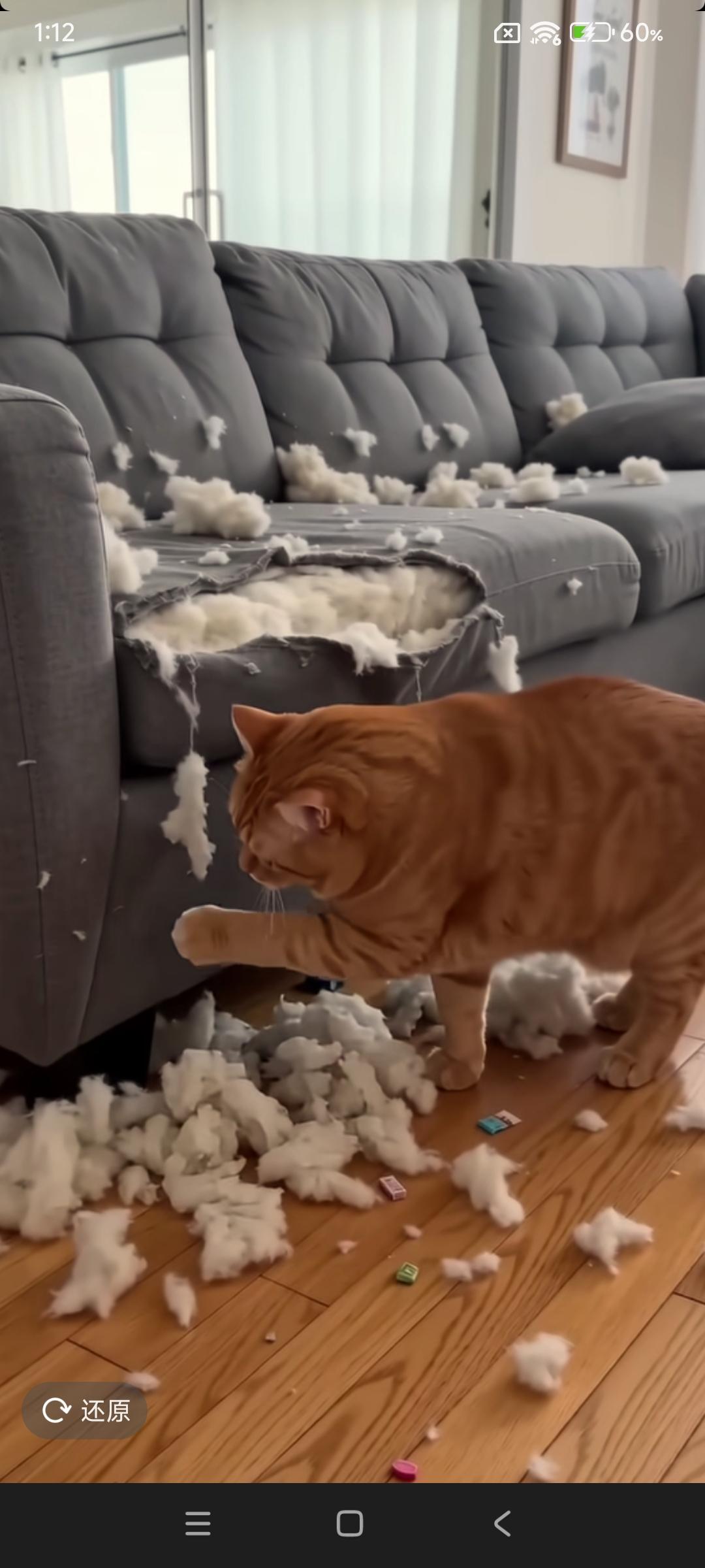 这猫还能养吗？我看着都气炸了肺！如果我是它的主人，就凭它这般祸害人，我必须把它发