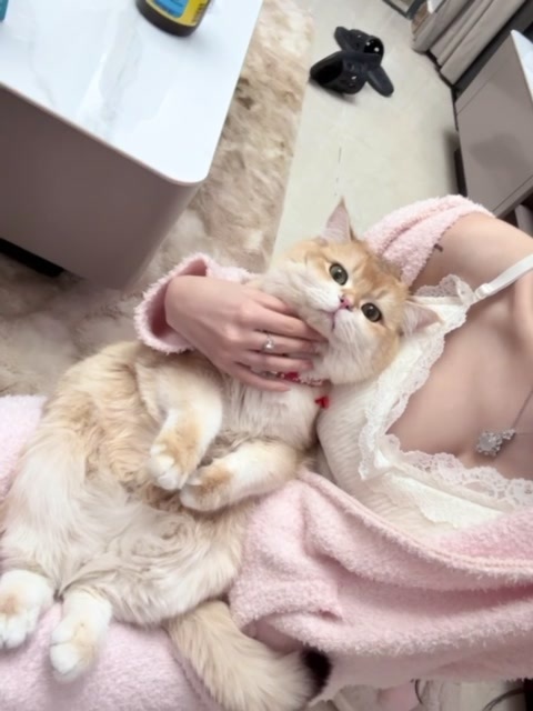 好好玩的逗猫棒  Live 