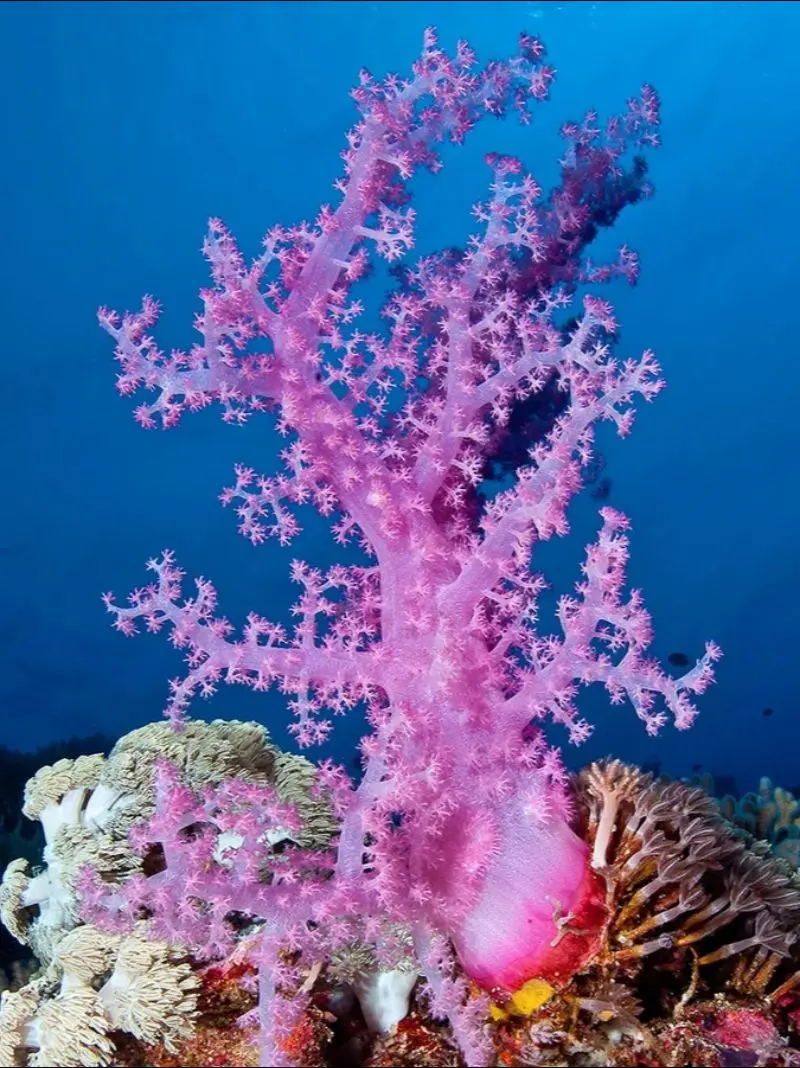 南海弹丸礁：被马来西亚侵占的南海明珠。弹丸礁位于南沙群岛南部，深嵌于中国南海十段线内，是一个封闭型独立环礁。低潮时，它露出水面，形状宛如柳叶，东西长约7.5公里，南北宽约2.3公里。礁盘面积16平方公里，中央则是一个4.8平方公里的泻湖，它曾是南沙群岛第三大岛，也曾是第一大人工岛。自古，弹丸礁就是我国渔民的传统捕鱼地。这里的海域富饶，金枪鱼、旗鱼、鰹鱼、鲨鱼等远洋性鱼类和马蹄螺、黑尼参等珍贵海鲜屡见不鲜。
弹丸礁的地理位置十分重要。它距离我国最南端的曾母暗沙约450公里，距离永兴岛约700公里，距离越南海岸约680公里，而距离马来西亚海岸仅有275公里。在南沙中南部海域附近，像弹丸礁这样条件优良的岛礁非常稀缺，具有重大的军事和战略价值。而且，它紧邻沙巴盆地和曾母盆地这两个南海最大的油气富集区，对未来南海的油气开发具有深远的意义。1979年，马来西亚以大陆架延伸为由，宣称弹丸礁是其沙巴附属岛屿的一部分，并派遣军队占领了这座礁。他们将弹丸礁改名为拉央拉央岛，并对外公布。