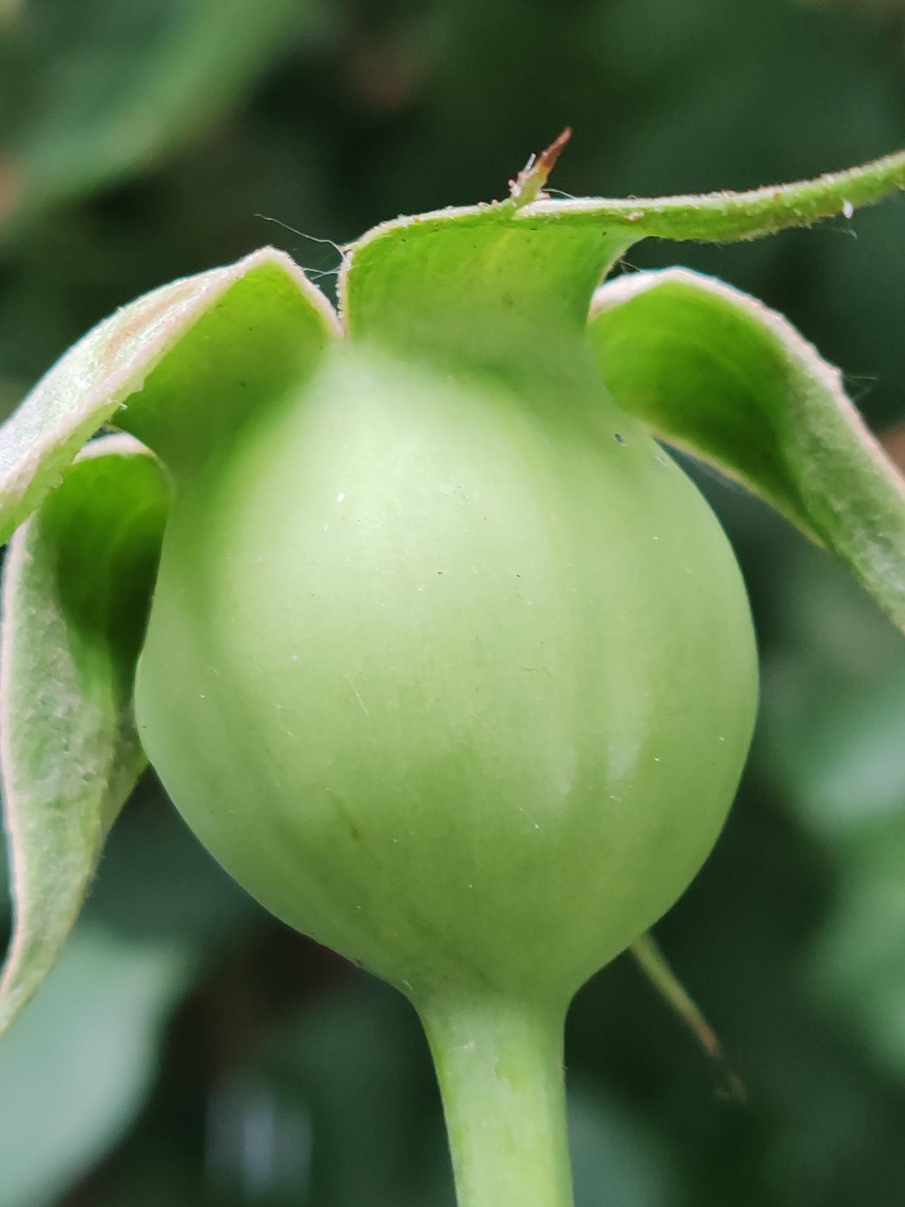 六月随手拍一一月季花落果也美。
