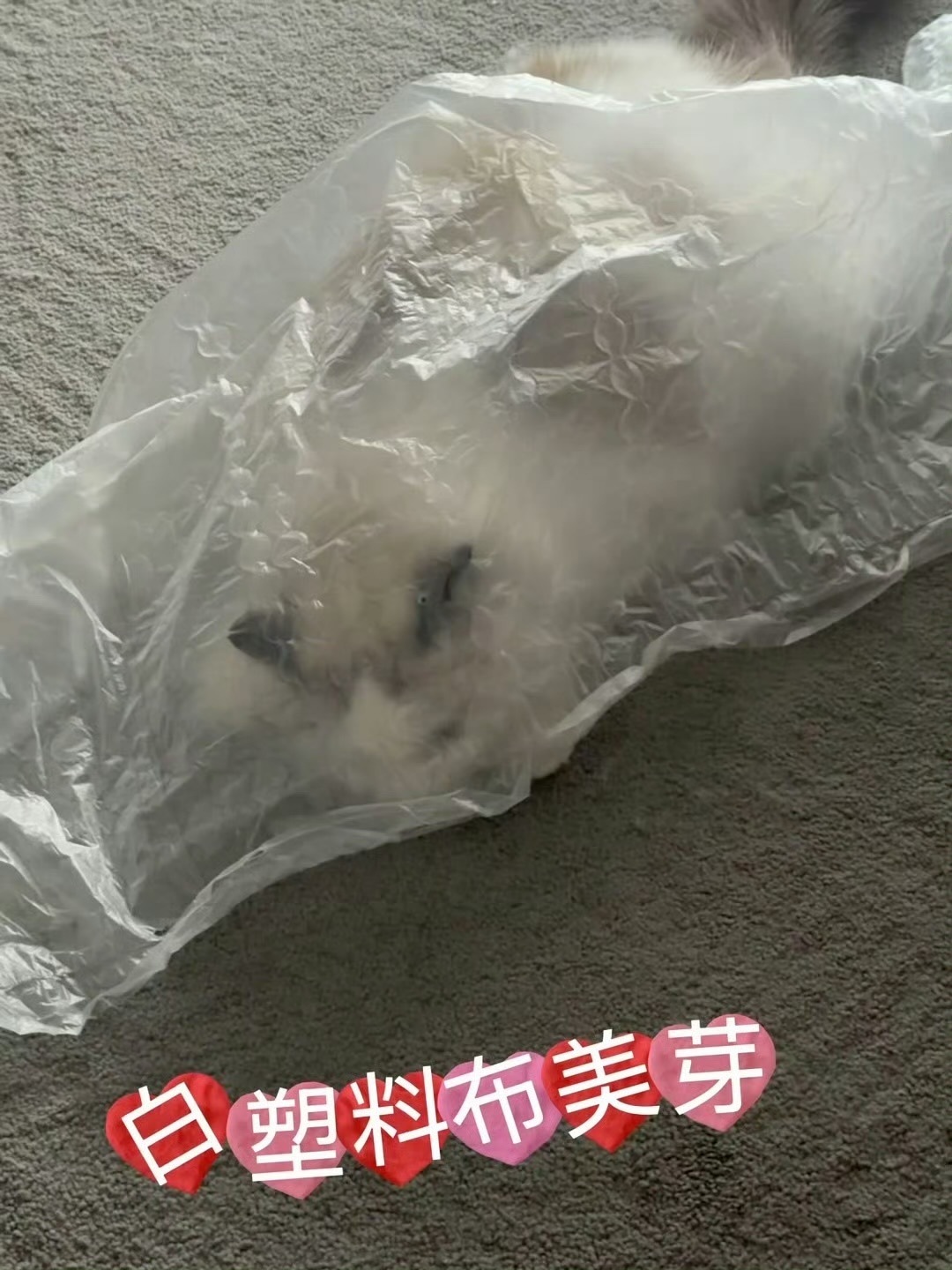 它只是一只小猫 不是你的高危小玩具呀 你这样的恶趣/味可能会给让它产生窒息感 能