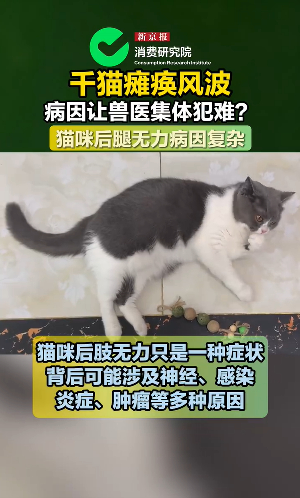 千猫瘫痪真相调查太真实了！很多铲屎官和我一样，猫咪后腿突发无力，花高价做完全套检