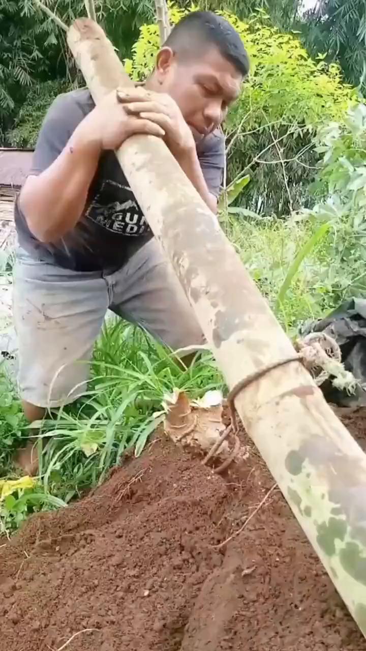 注意看，大叔要收木薯。
·他先挥动砍刀，把木薯露出地面的枝干全部清理掉。
·接着