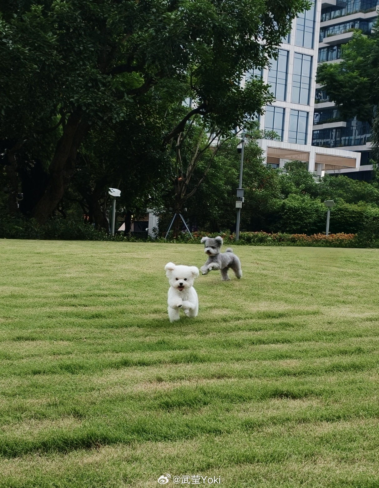 🐶刚在草坪抓拍到两只小家伙蹦着朝我冲过来，心都要被萌化了，赶紧存图准备发个动态