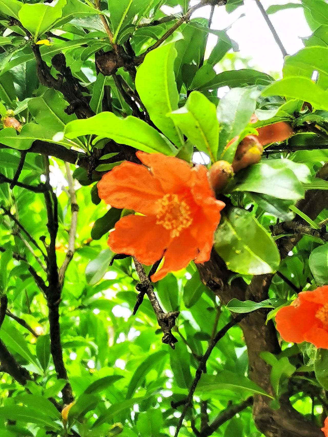 五月石榴花如火如荼，
五月的喇叭花笑逐颜开，
五月的广玉兰含苞欲放，
五月的海棠