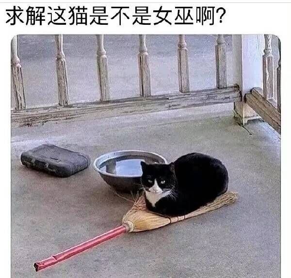 女巫猫猫 ​​​