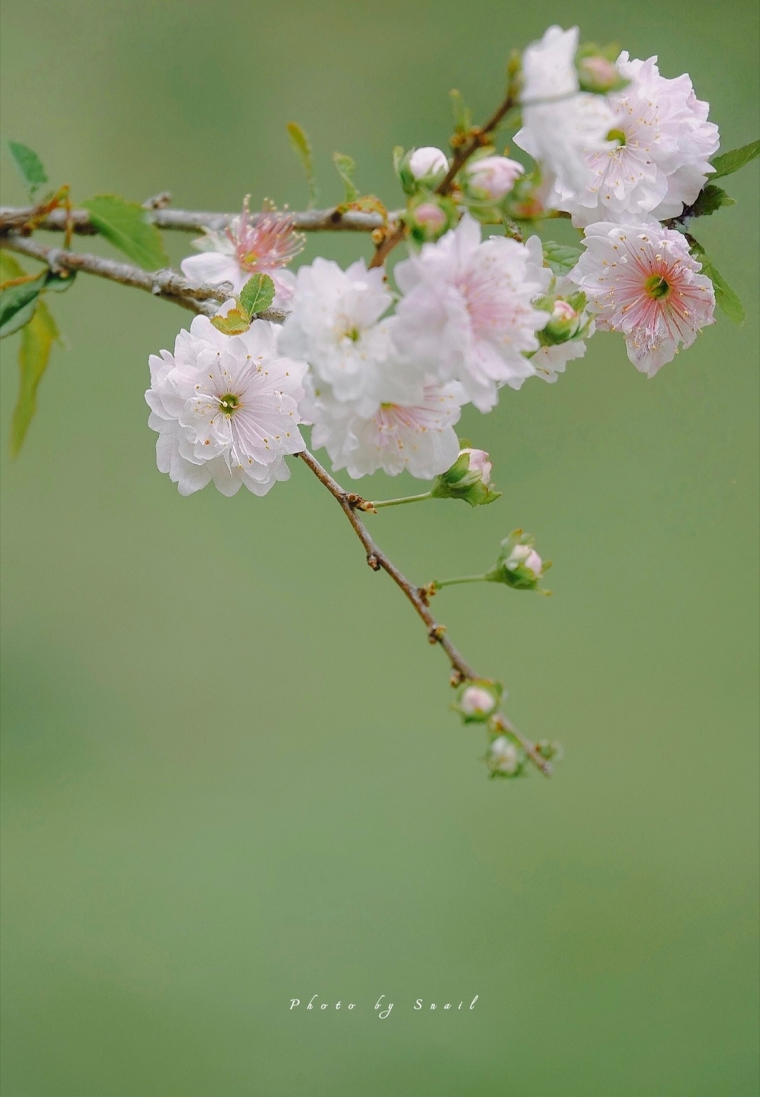 “  白花绿叶自然芳 … ”丨摄：Snail 