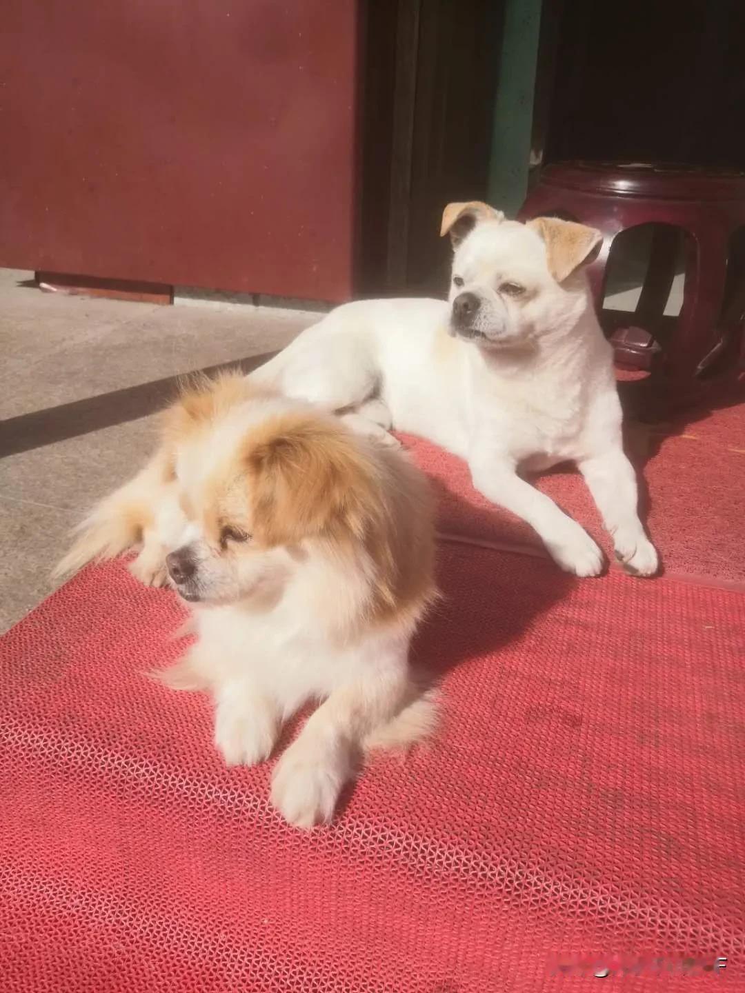 养狗的乐趣我家小狗的幸福生活