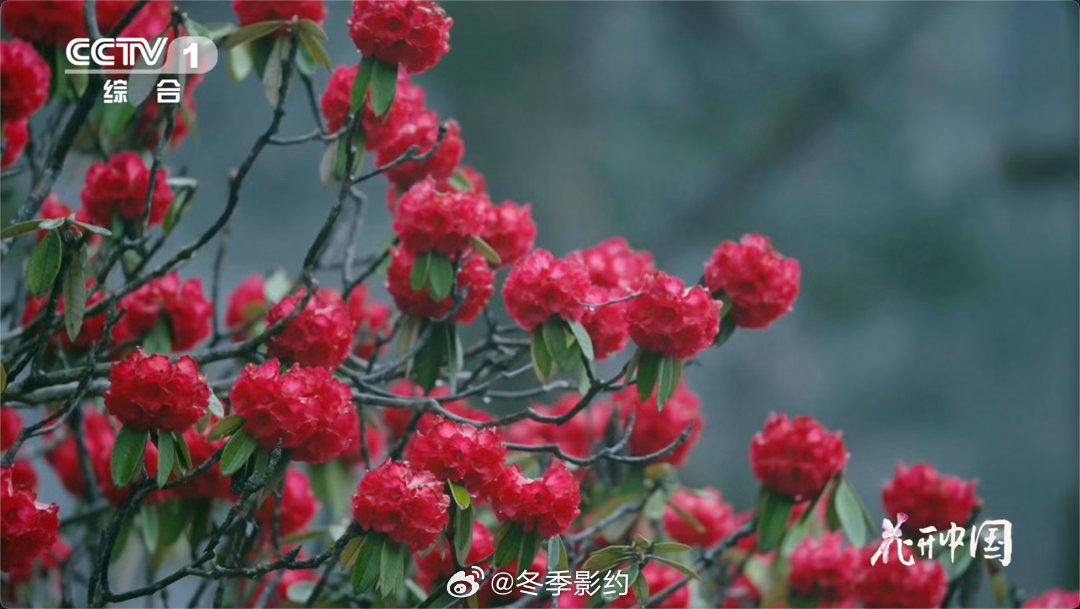 高山杜鹃生长近20年才开花 椰子树，海边大高个，果实却大得离谱。但你知道椰子是怎