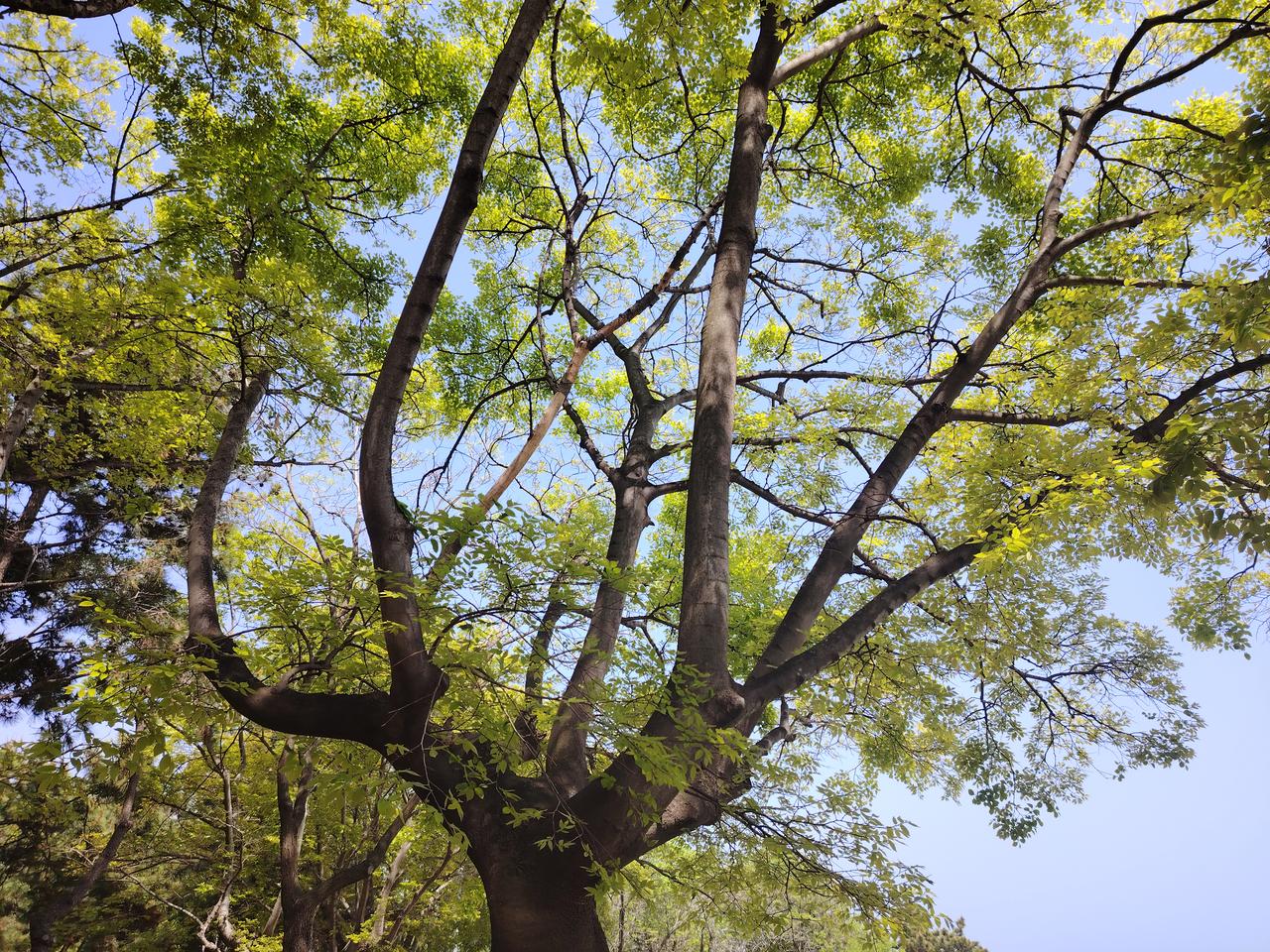 青岛节后假期天气早知道：未来一周，青岛天气以晴朗为主，气温维持在20°左右，虽说