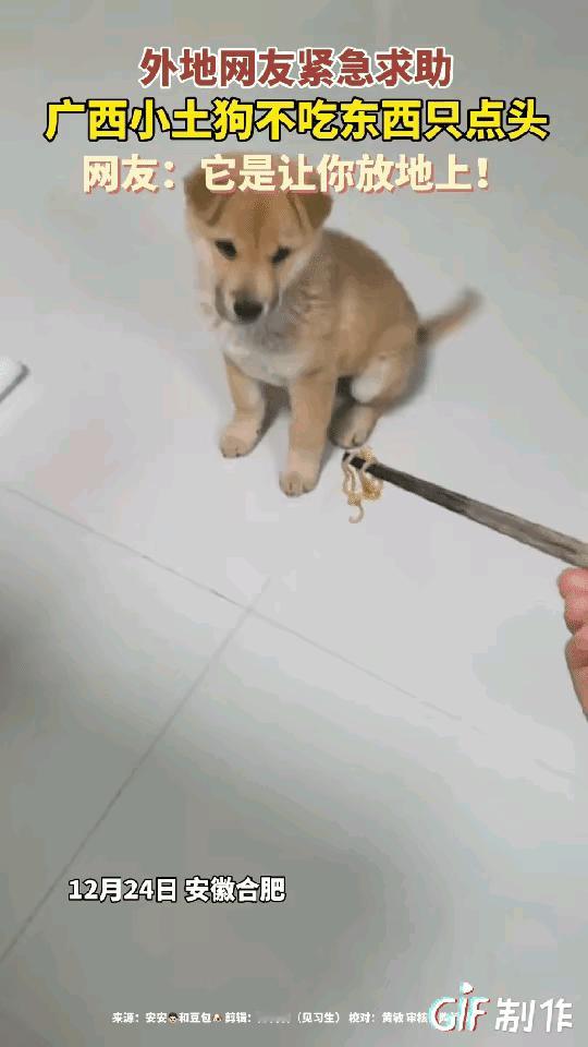安徽男子网购广西小土狗，喂面条时的一幕笑翻全网！
       筷子都递到嘴边了