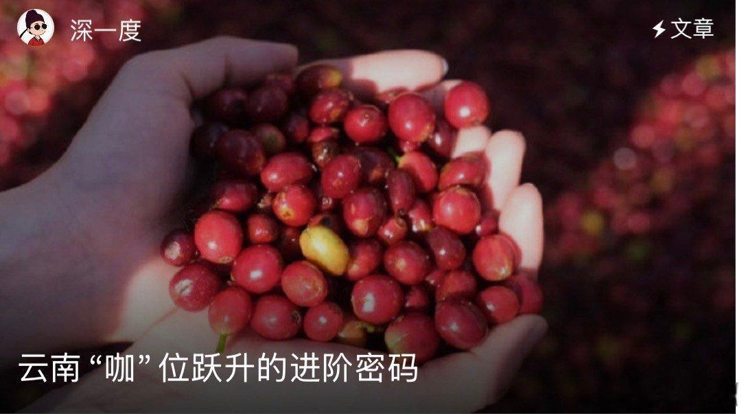 从种子到杯子的云南味道从云南山坳里的一颗咖啡种子，到你手里冒着香气的一杯，每一口