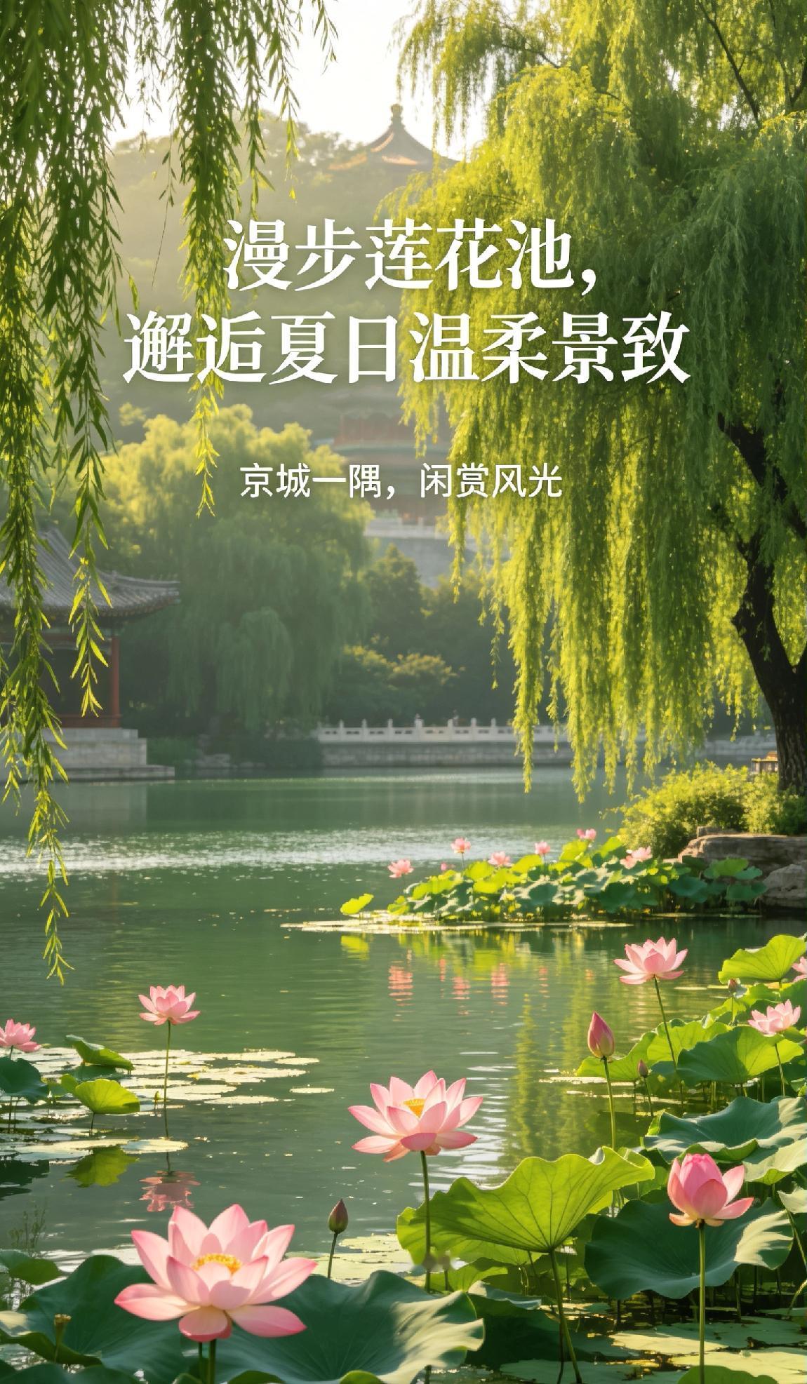 漫步莲花池，邂逅夏日温柔景致
京城一隅，闲赏风光