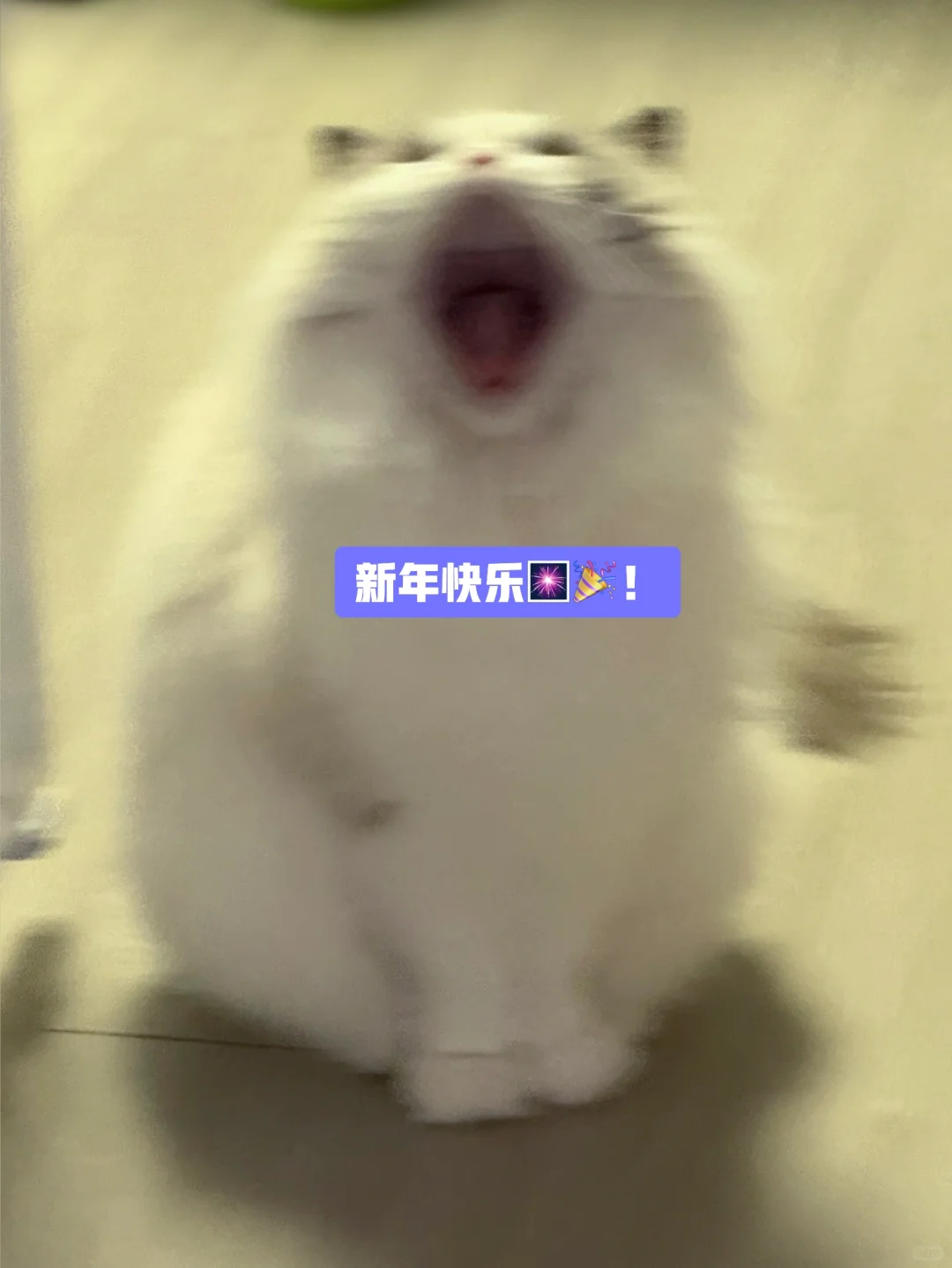 喵说“新年快乐！”蛇年妙妙妙！喵喵喵～