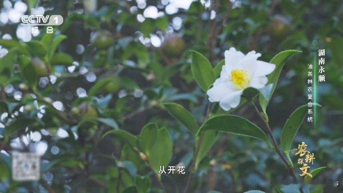 油茶树是植物界的时间管理大师 这么拼的树你见过吗 湖南永顺油茶树上演奇景，老果未