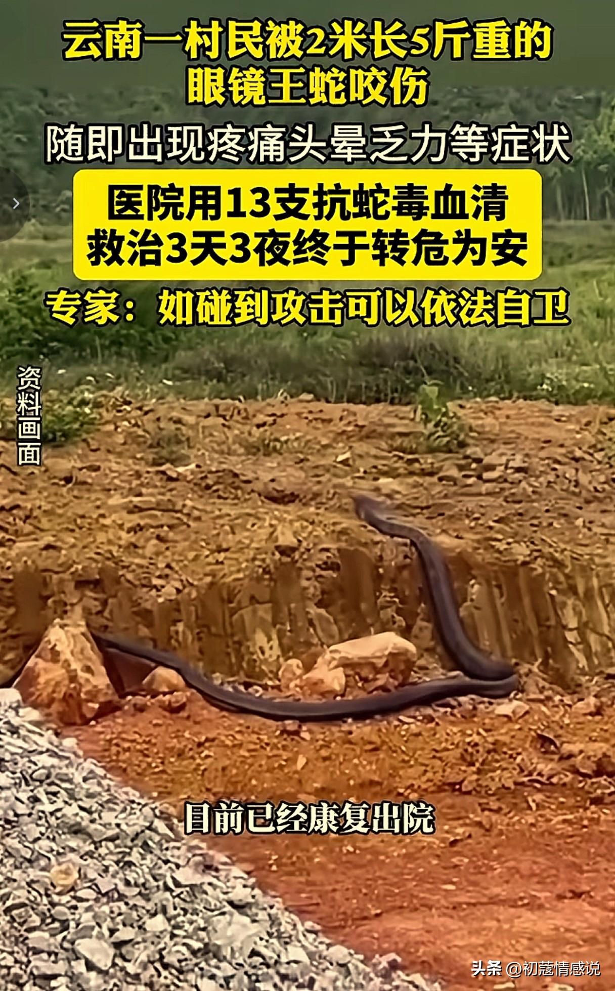 云南昭通一村民劳作时被一条两米多长的眼镜王蛇咬伤，毒蛇被村民情急之下斩断，蛇虽然