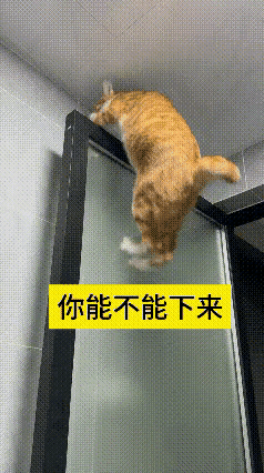 来回看了几遍这个片段，日常看着很有意思。
这只橘猫总想爬到玻璃门的顶端，玻璃表面