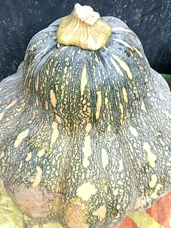 我今年在家里地里种了北瓜，这北瓜用处可多了。以前在“瓜菜年代”时期，北瓜可是救急