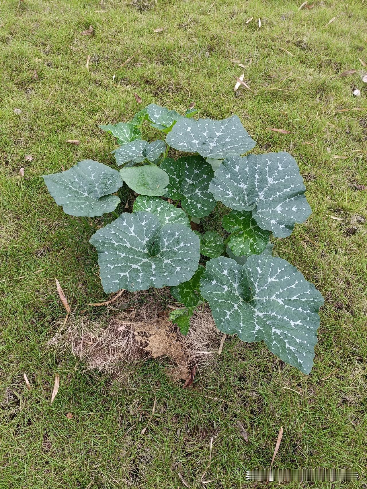 小小瓜苗这么多的话题
广西人的日常吃的青菜，
居然还被热议，
这也是因为一方水土