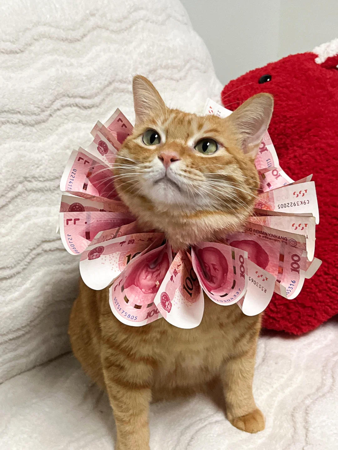 小猫簪钱花，岁岁有💰花