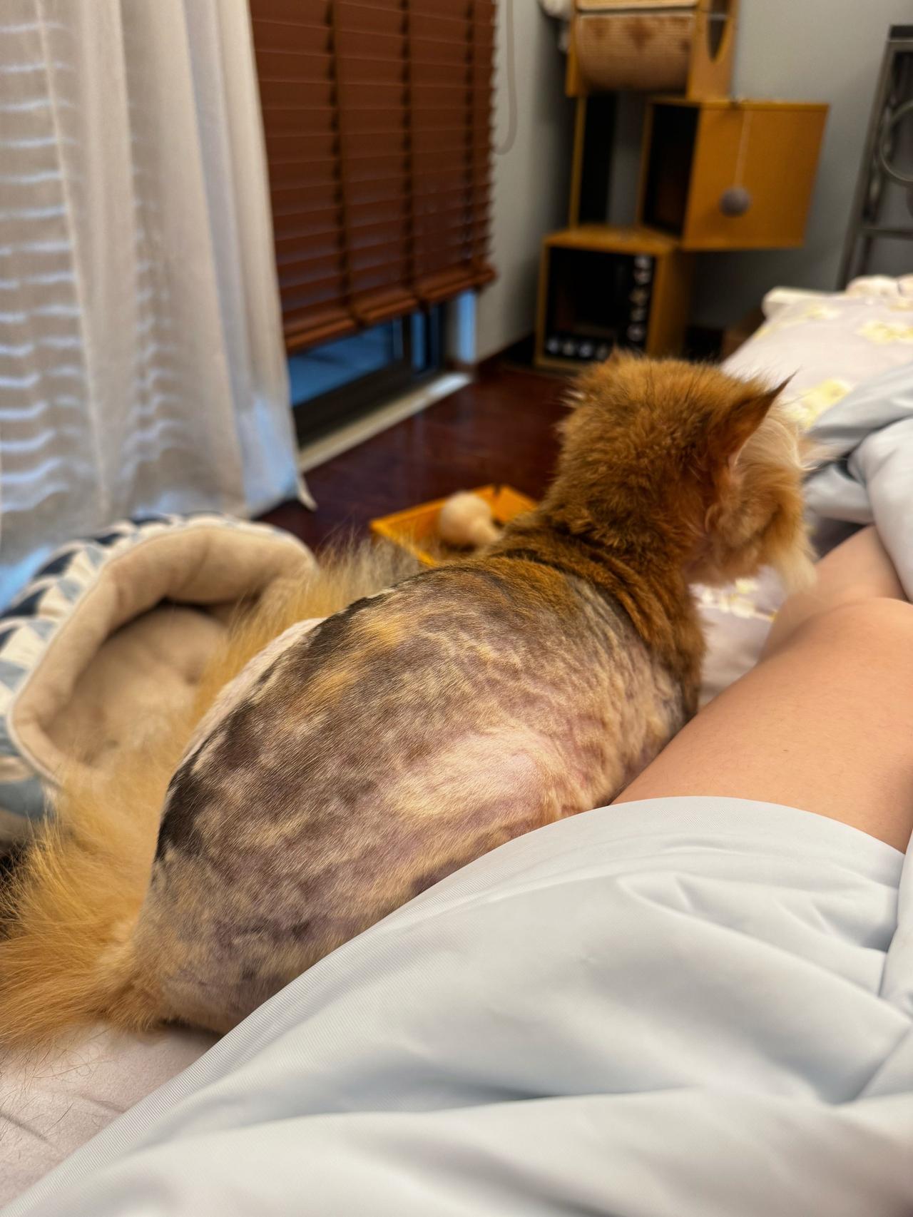 小猕猴桃有样学样，真可爱