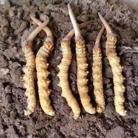 为何年销20万根的冬虫夏草竟是胶水拼接而成？这背后隐藏着怎样的行业秘密？
202