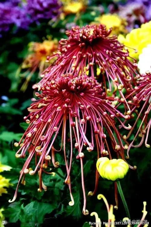 《菊花赞》
原创首发/刘忠学
说起来，北方一到深秋那真是万物凋零。大部分绿植叶子