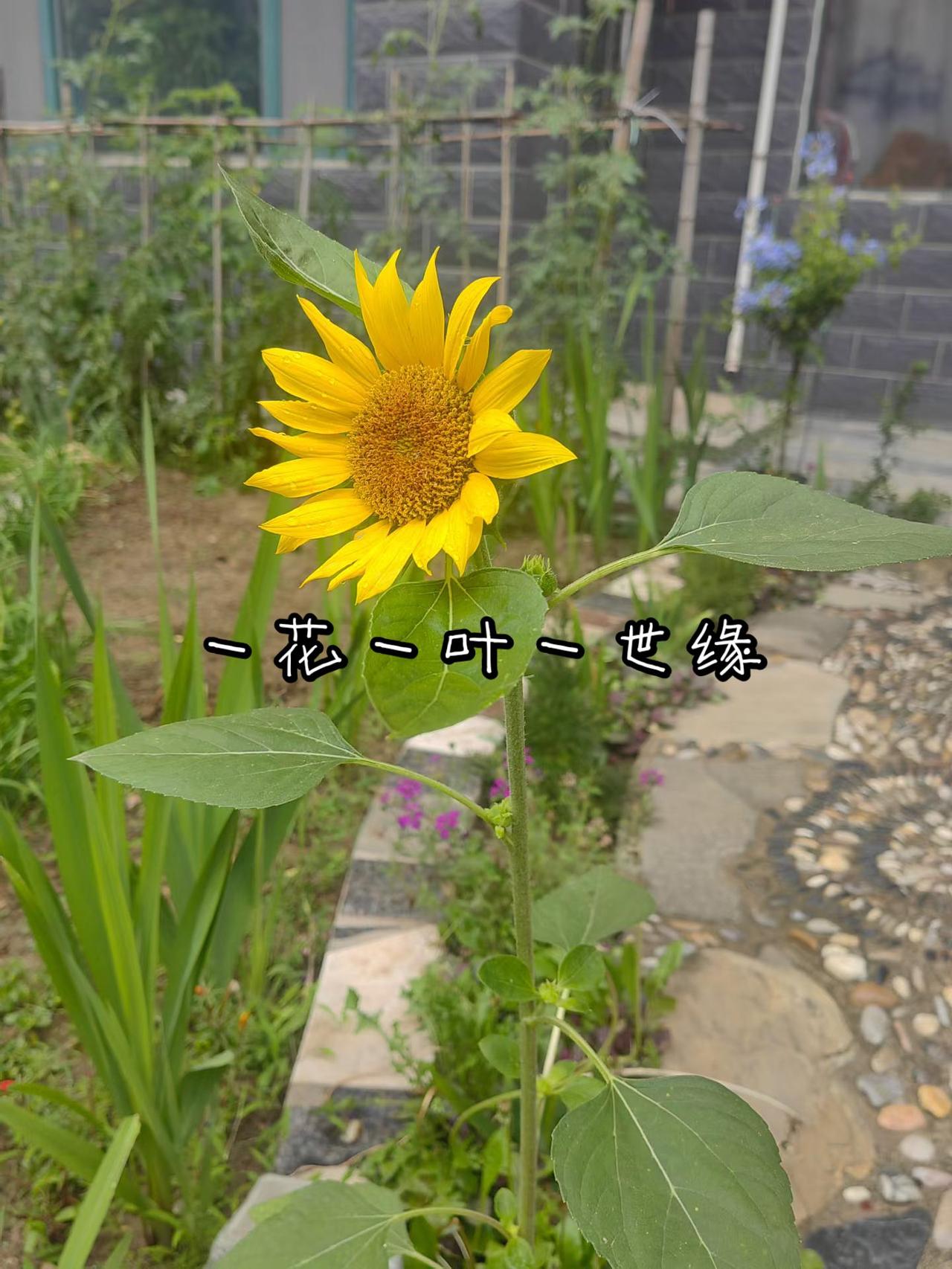 一花一叶一世缘