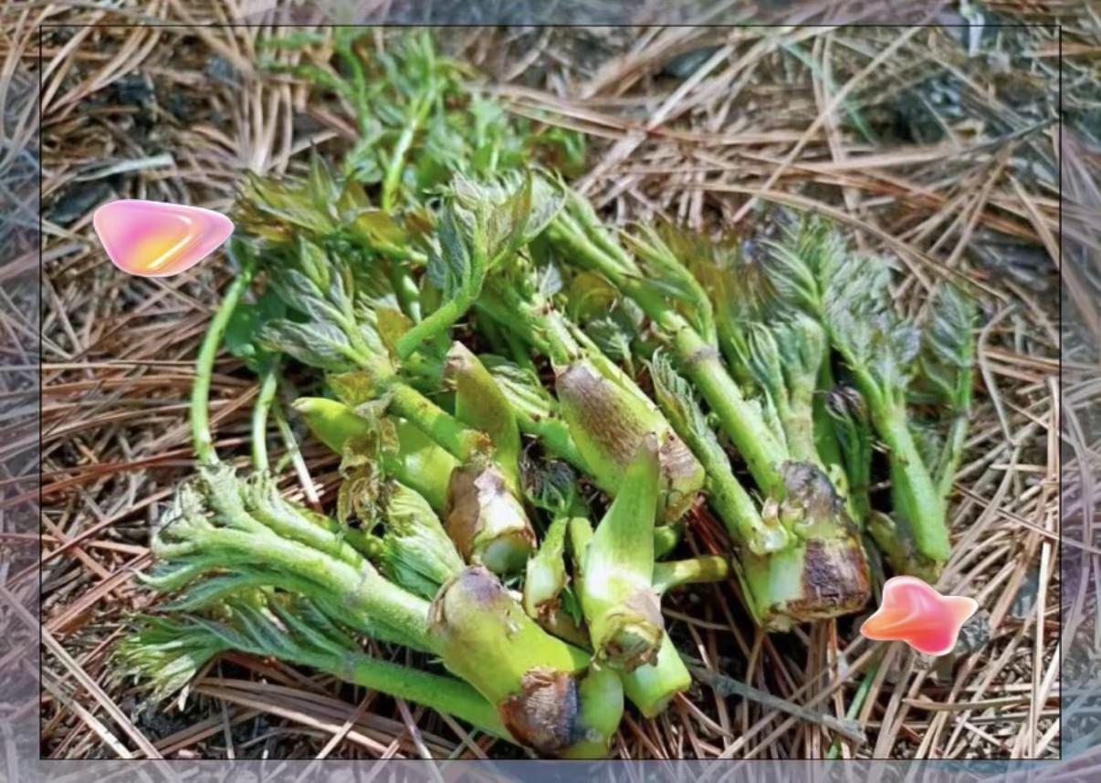 本溪名菜赤龙牙蘸酱。刺龙牙（刺嫩芽） 被誉为“山野菜之王”。它生长在本溪山林的林