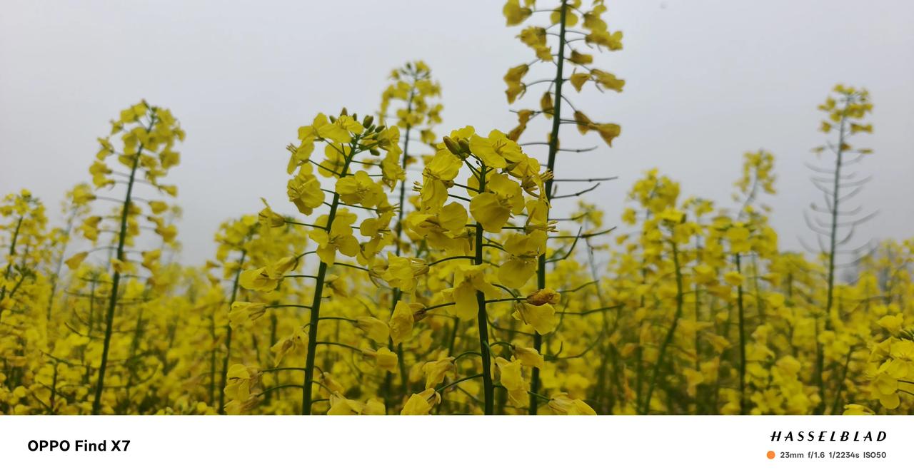 回到十年未见的故乡，故乡依然很美！空气清新！只是认识的人已变了模样！