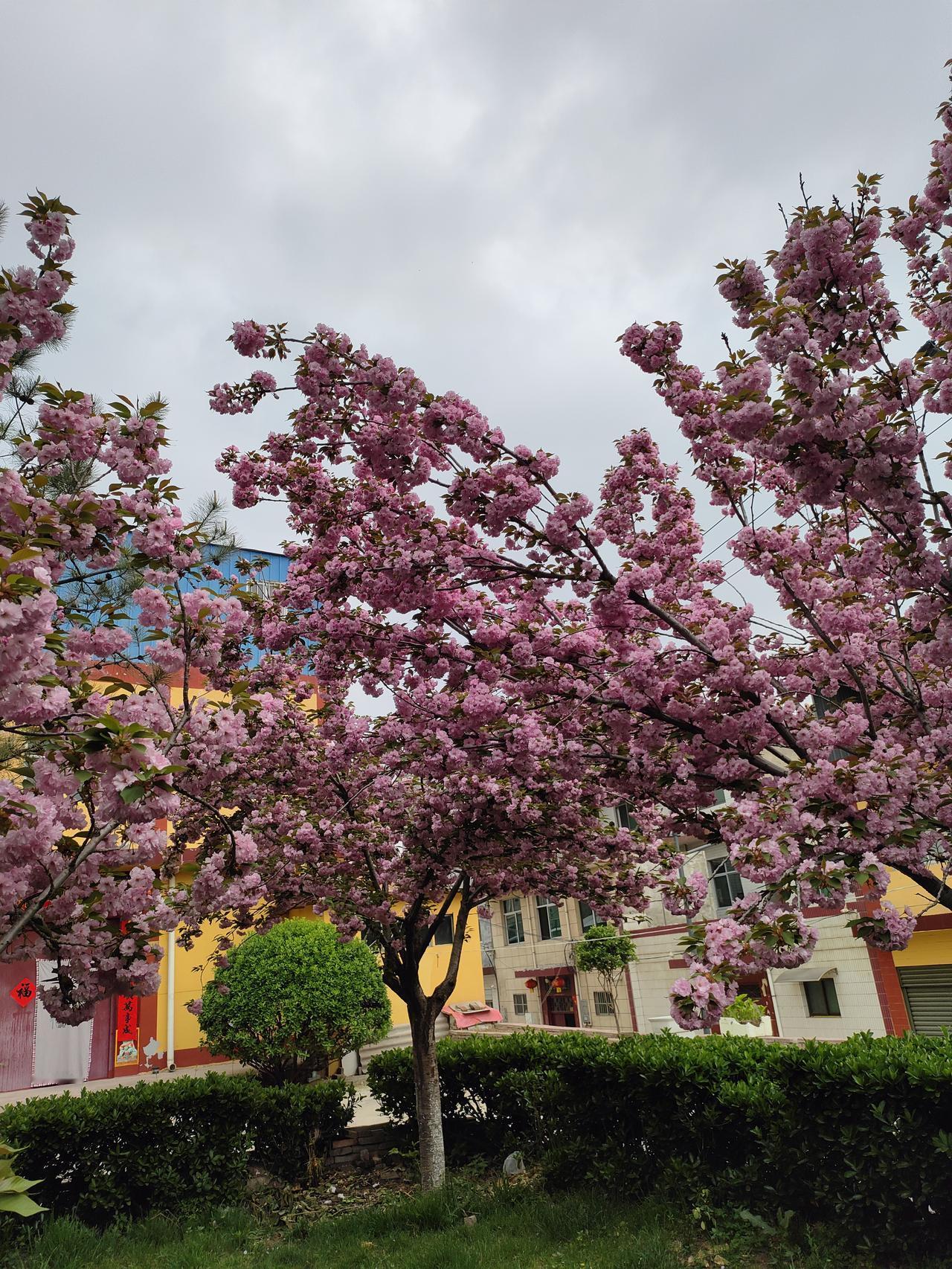 分享一张樱花的照片暮春时节，这一树晚樱开得尽兴。层层叠叠的粉云压满枝头，把院子都