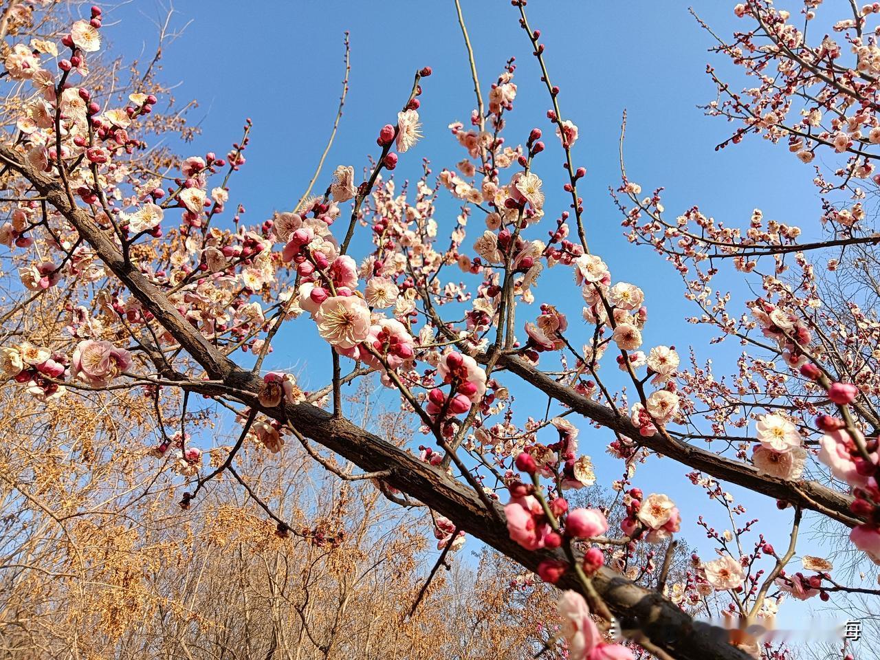 今天又是一个大晴天，闲来无事下午我坐地铁去了南三环外的植物园转悠。想着快过年了，