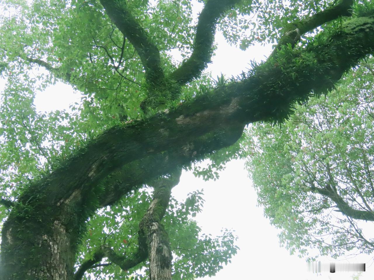 古木参天，绿荫如盖。
宁波园林博物馆